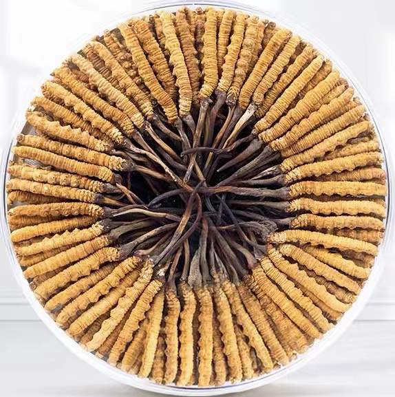 特克斯冬虫夏草回收